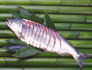 鮭 送料無料 店長オススメ 幻のプレミア天然紅鮭 姿切り 1本 一匹 （3.2キロ前後）魚 サケ[産直北海道]「シニア市場」雑誌・テレビ・ラジオに紹介されました北海道【あす楽対応_北海道】【10周年セール】【smtb-TK】