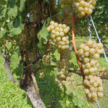 おたるワイン 葡萄作りの匠　北島秀樹ミュラー・トゥルガウ 　720ml 白/やや辛口 小樽ワイン 北海道