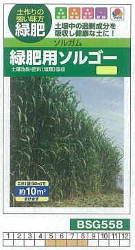 【芝草・牧草】ソルガム 緑肥用ソルゴー[BSG558]/小袋(約10平方メートル)