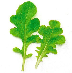 楽天市場 ベビーリーフ レタス グリーンオーク 1dl 野菜のタネのお買い物 太田のタネ