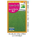 【芝草】ケンタッキーブルーグラス ムーンライトSLT[BLG539]/小袋（約1平方メートル）