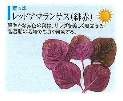 【ベビーリーフ】葉物 レッドアマランサス（緋赤ヒユナ）＿