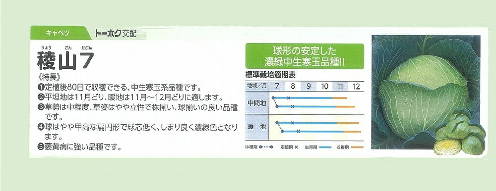 樂天商城 - 【キャベツ】F1 稜山7　(THY129)〔トーホク交配〕