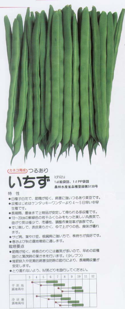 【つるあり菜豆（インゲン）】いちず菜豆〔カネコ〕（登録品種名：いちず）