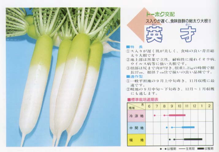 Seeds - 【ダイコン】英才〔トーホク交配〕