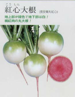 抽根部が緑色、地下部が白色の丸い中国野菜。肉色は桃紅色。