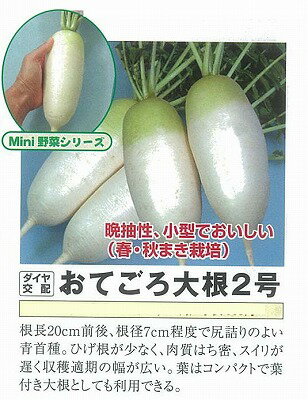 樂天商城 - 【ダイコン】おてごろ大根2号〔トキタ交配〕