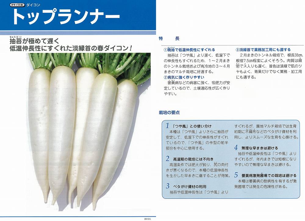 トップランナー〔タキイ交配〕