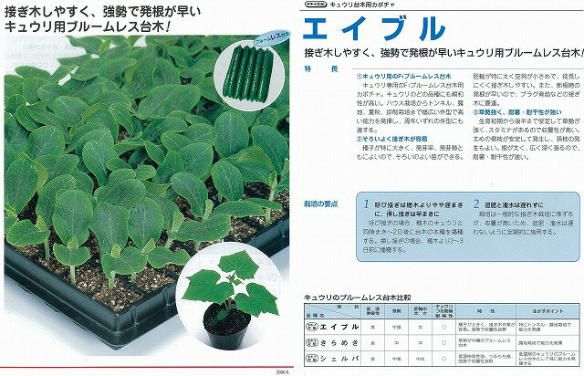 樂天商城 - 【台木用品種】キュウリ用 エイブル〔タキイ交配〕