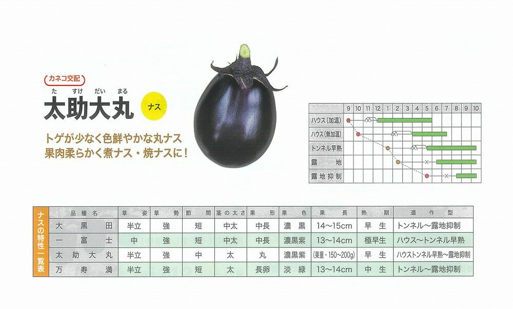 【ナス】太助大丸〔カネコ交配〕