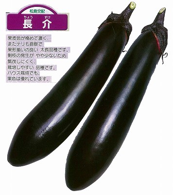 【ナス】長介〔松島交配〕