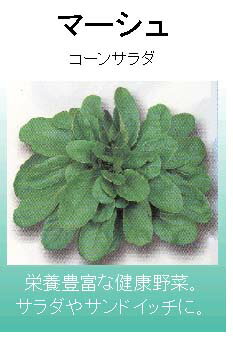 樂天商城 - 【世界のサラダ野菜】コーンサラダ マーシュ[L-30]