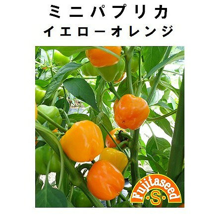 Rakuten - 【世界の果菜】ミニパプリカイエローオレンジ（旧名：ミニパプリカイエロー）[P-13]