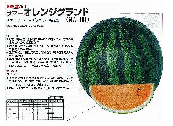 �ڥ���������������̡����ޡ�����󥸥����ɡ̥ʥ�ȸ��ۡ�/���ޡ�7γ��