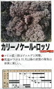 【イタリアの野菜】GustoItalia カリーノケール・ロッソ(ケール)〔ダイヤ交配〕/40粒