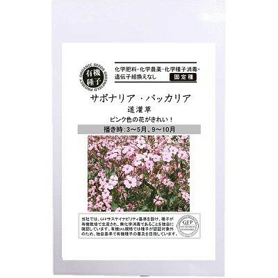 【オーガニックの花と緑肥】サポナリア・バッカリア 道灌草〔固定種〕[A566]/小袋（50粒）のサムネイル