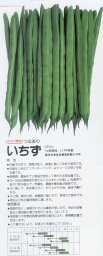 【つるあり菜豆（インゲン）】いちず菜豆〔カネコ〕（登録品種名：いちず）/200粒