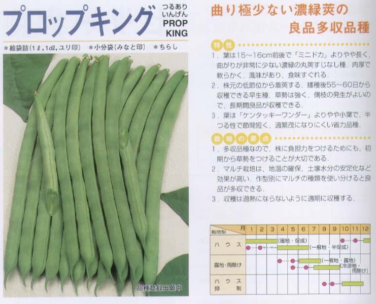 【つるあり菜豆（インゲン）】プロップキング〔サカタ〕/1dl