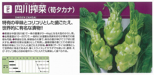 【中国野菜】四川搾菜（ザーサイ　筍タカナ）〔中原採種場〕/200粒コートL