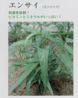 【中国野菜】エンサイ（エンツァイ）〔固定種〕/小袋（13ml）