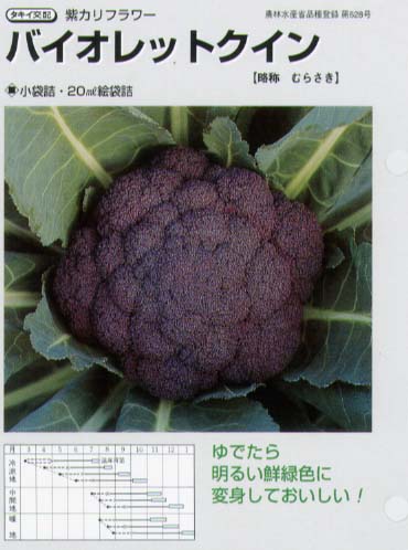 【カリフラワー】バイオレットクイン〔タキイ交配〕《登録品種名：バイオレットクイン》/小袋（0.6ml）