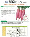 播種後約50日前後で根長18〜20cm根径5〜6cm根重400g程度になる晩抽赤皮ミディ大根。