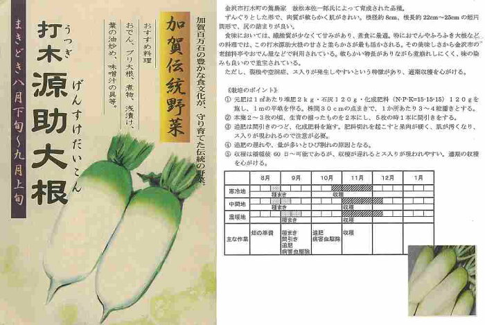 【ダイコン】加賀伝統野菜　打木源助大根〔固定種〕/小袋