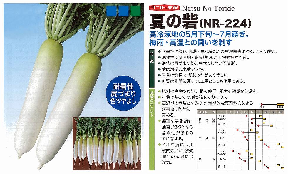 【ダイコン】夏の砦〔ナント交配〕/小袋