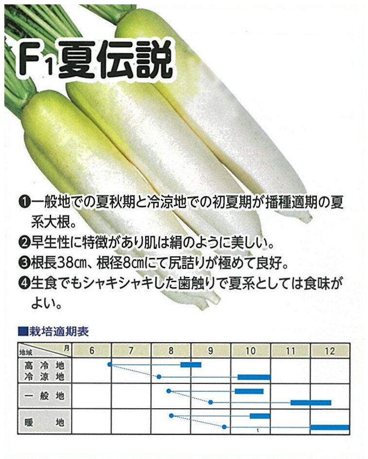 根長38cm、根茎7.5cm、尻詰まりよくそろいが抜群。青首はやや薄く、肌のキメ、ツヤがよい。