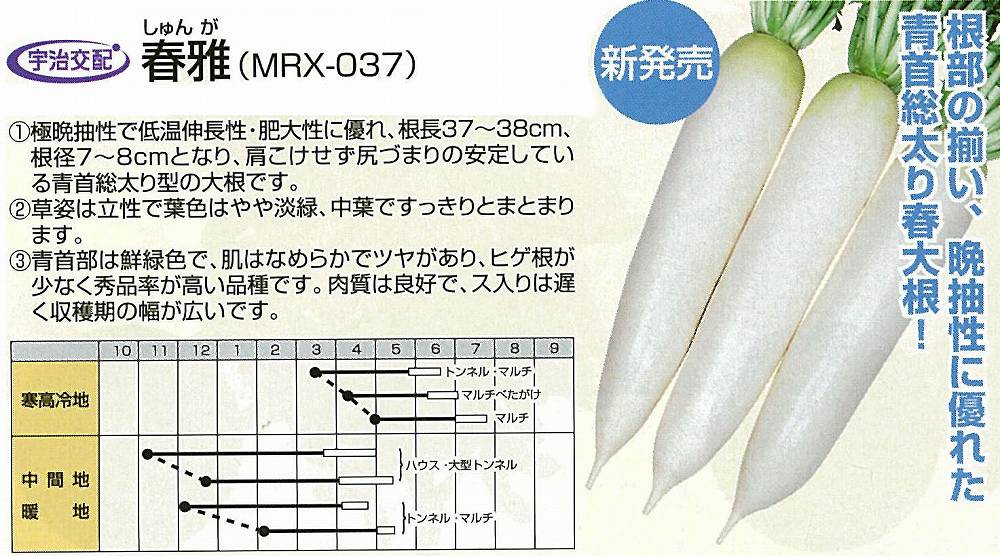 【ダイコン】春雅（MRX-037）〔宇治交配〕/小袋