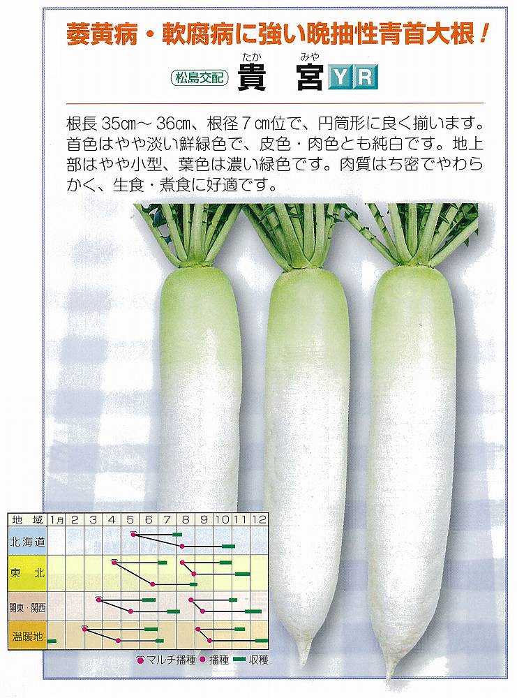 【ダイコン】貴宮〔松島交配〕/小袋