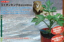 【台木用品種】スイカ台木用冬瓜 ライオンキング〔ナント交配〕/400粒