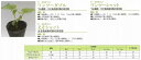 【台木用品種】メロン用 ワンツーダブル〔一代交配〕/100粒 【台木用品種】メロン用 ワンツーダブル〔一代交配〕/100粒