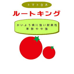 【台木用品種】トマト用　ルートキング〔朝日アグリア〕/100粒