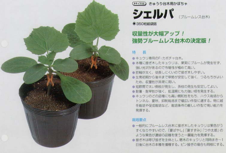 【台木用品種】キュウリ用 シェルパ〔タキイ交配〕/350粒