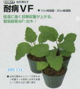 【台木用品種】ナス用 耐病VF〔タキイ交配〕/1千粒