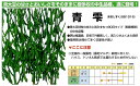 【エダマメ】青雫〔雪印〕《登録品種》品種名青雫 海外持出禁止(公示(農水省HP)参照)/70ml