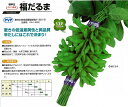 【エダマメ】福だるま(極早生)〔カネコ育成〕「登録品種」+(品種名:KA-1420)海外持出禁止(公示(農水省HP)参照)/2千粒