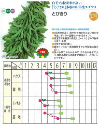 【エダマメ】とびきり〔サカタのタネ〕《登録品種》品種名SAKSOY007　海外持出禁止（公示（農水省HP）参照）/小袋（25ml）