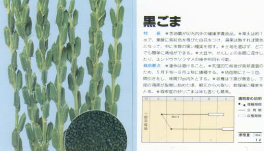 【ゴマ】黒ごま（黒ゴマ）〔固定種0061〕/小袋（12.0ml）のサムネイル