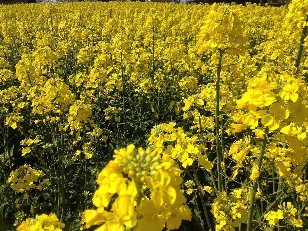 【花菜】きざきのなたね・キザキノナタネ・木崎野なたね(無エルシン酸ナタネ)晩生/1L