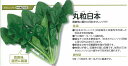 【ホウレンソウ】改良日本〔トーホク交配〕(丸粒日本の改良種)/小袋(50ml)
