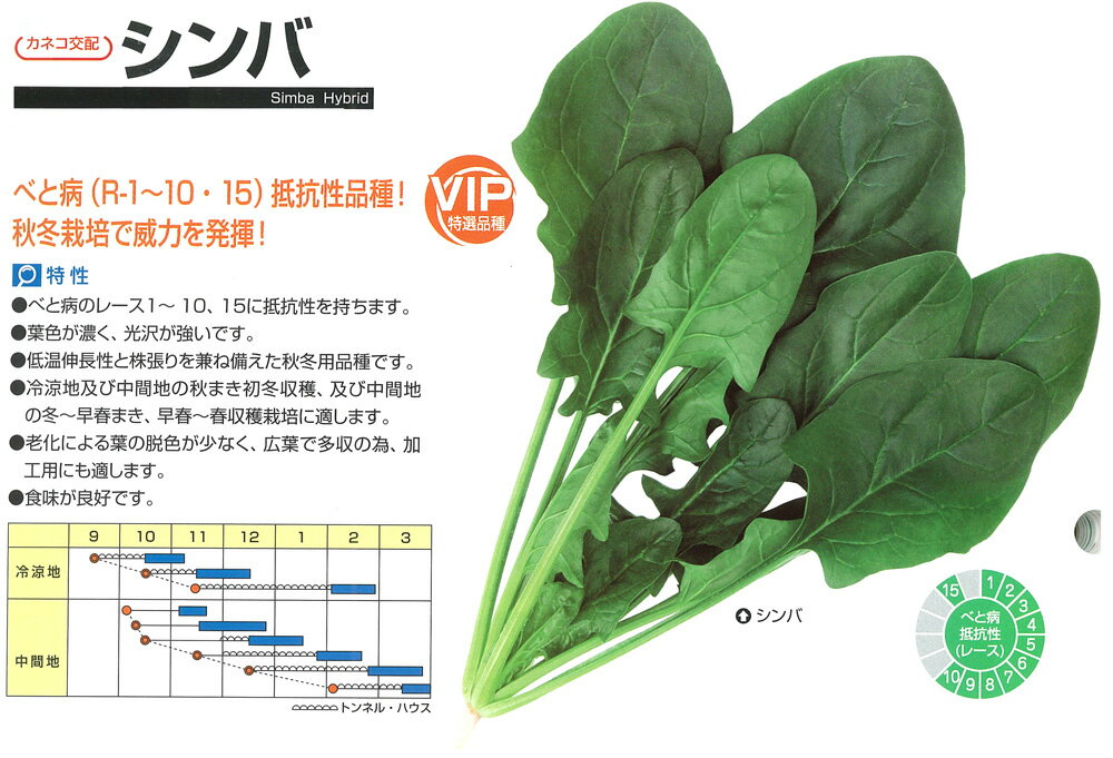 【ホウレンソウ】シンバ（KAO-004）〔カネコ交配〕/M3万粒