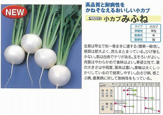 【カブ】小かぶ みふね〔サカタ交配〕/小袋（600粒）