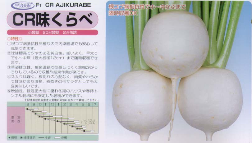 根こぶ抵抗性品種なので、汚染圃場でも安心して栽培できます。早太りで小〜中蕪まで随時収穫できます。