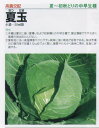 【キャベツ】夏玉甘藍〔高農交配〕/小袋