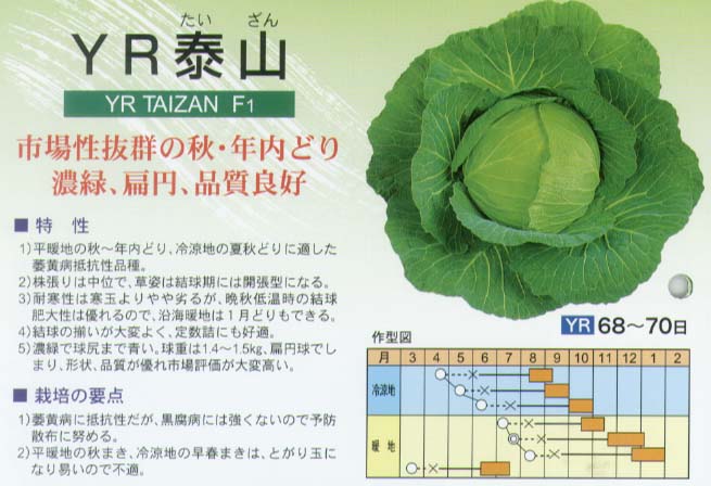 【キャベツ】YR泰山〔石井交配〕/小袋（200粒）