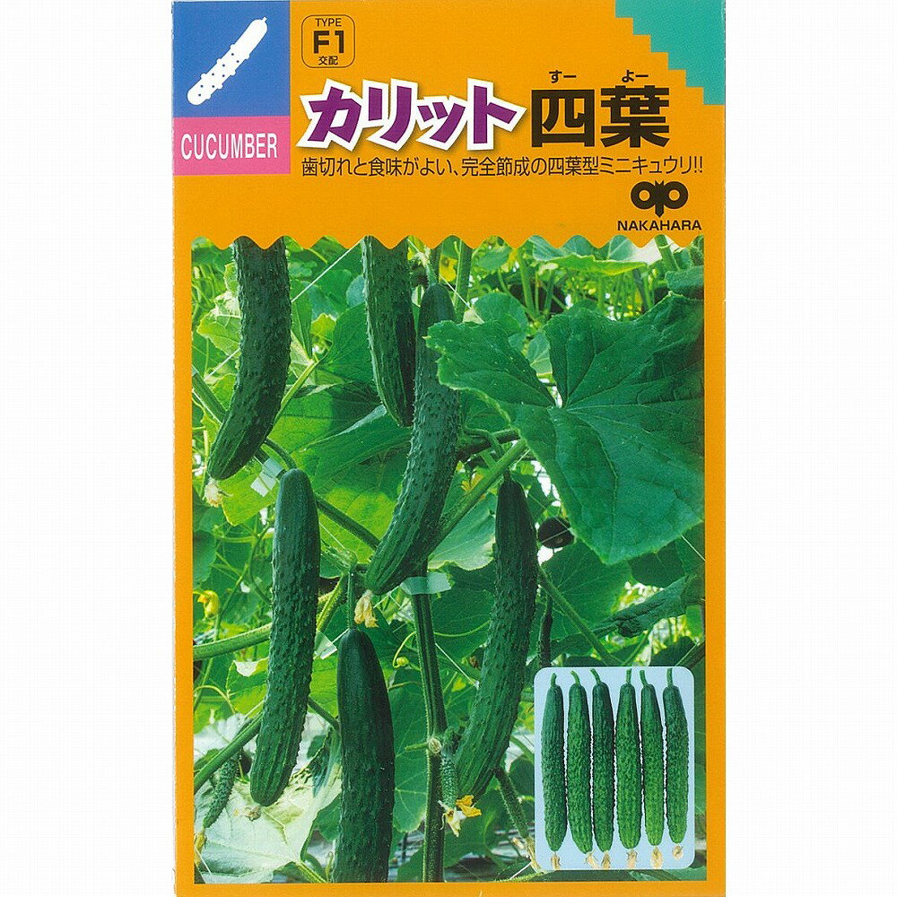 【キュウリ】カリット四葉〔F1交配〕/小袋