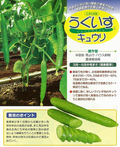 【キュウリ】うぐいすキュウリ〔ときわ交配〕/小袋（10粒）