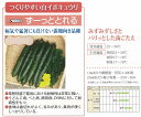 【キュウリ】ずーっととれる〔サカタ交配〕/小袋(16粒)